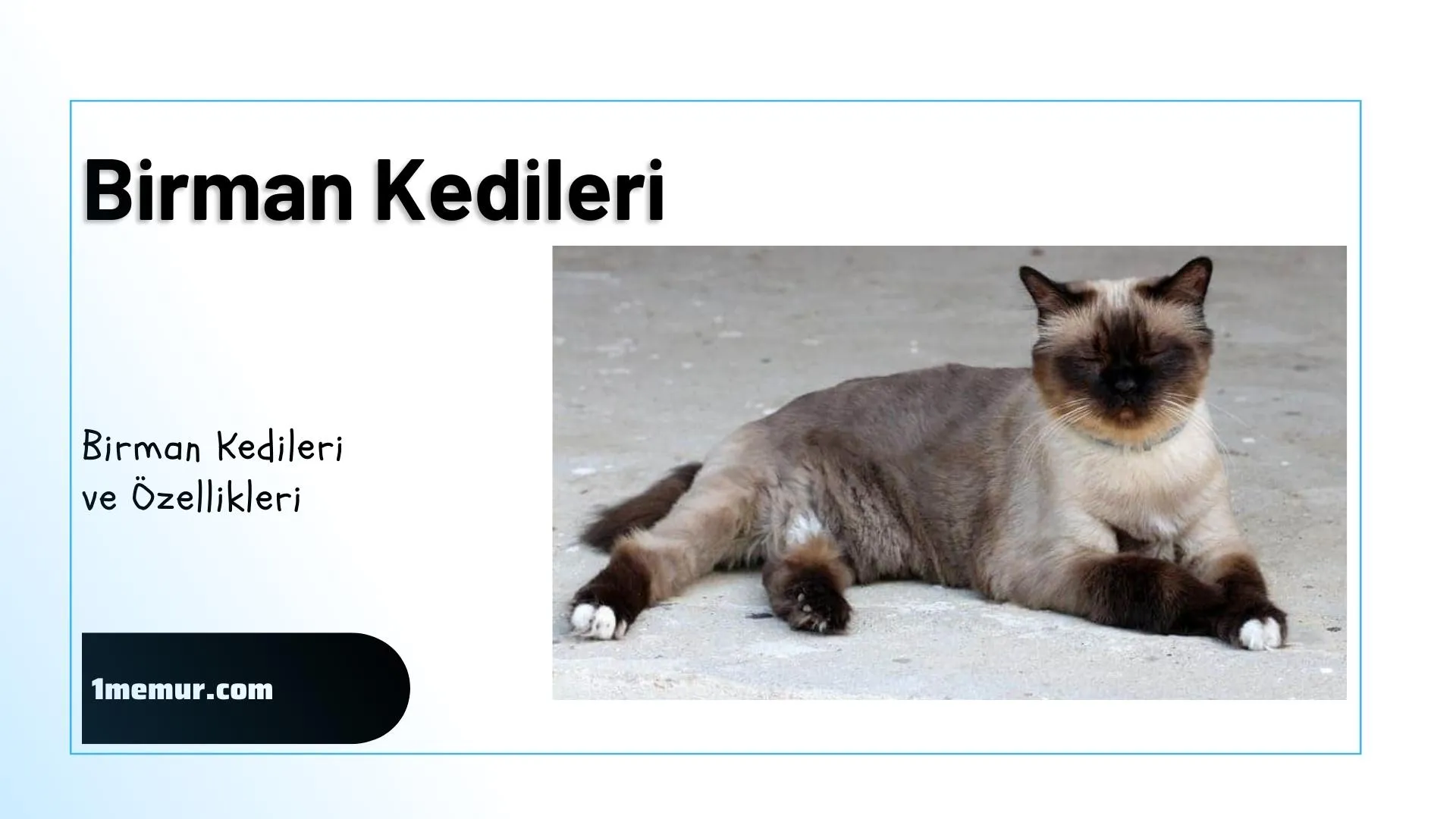 Birman-kedileri Birman kedileri