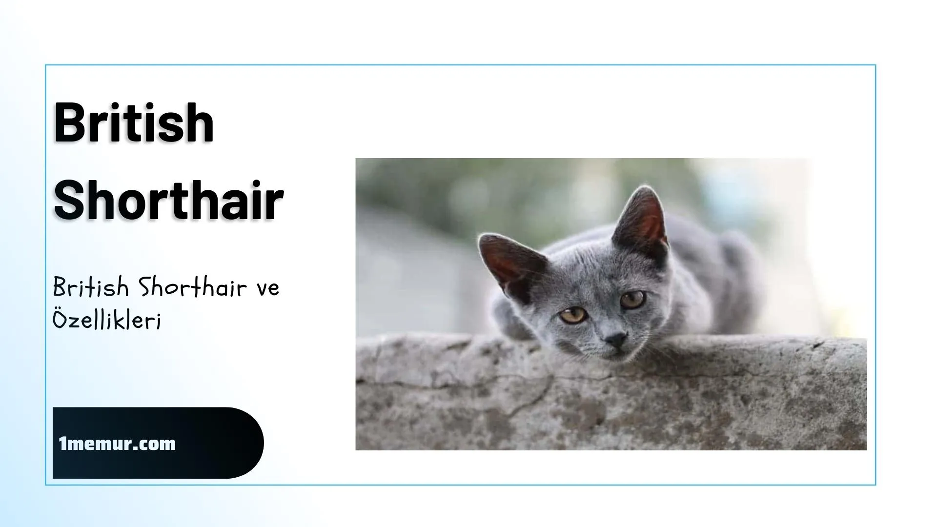 British-shorthair British shorthair