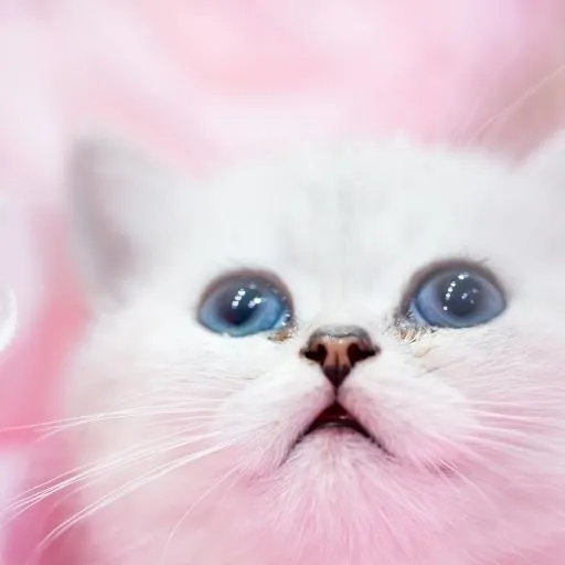 En Cok Sevilen Kedi Türleri 18