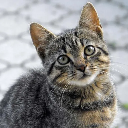 En Cok Sevilen Kedi Türleri 2