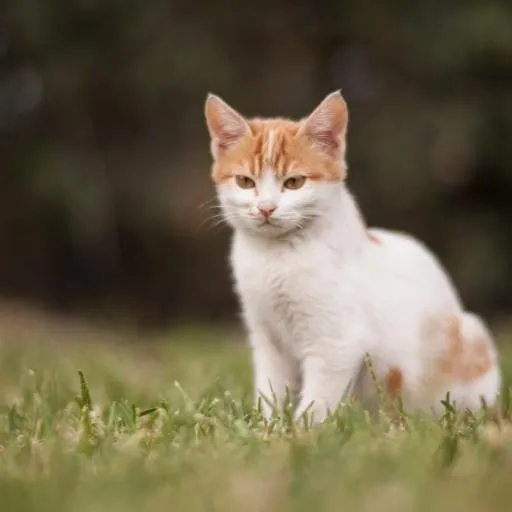 En Cok Sevilen Kedi Türleri 7