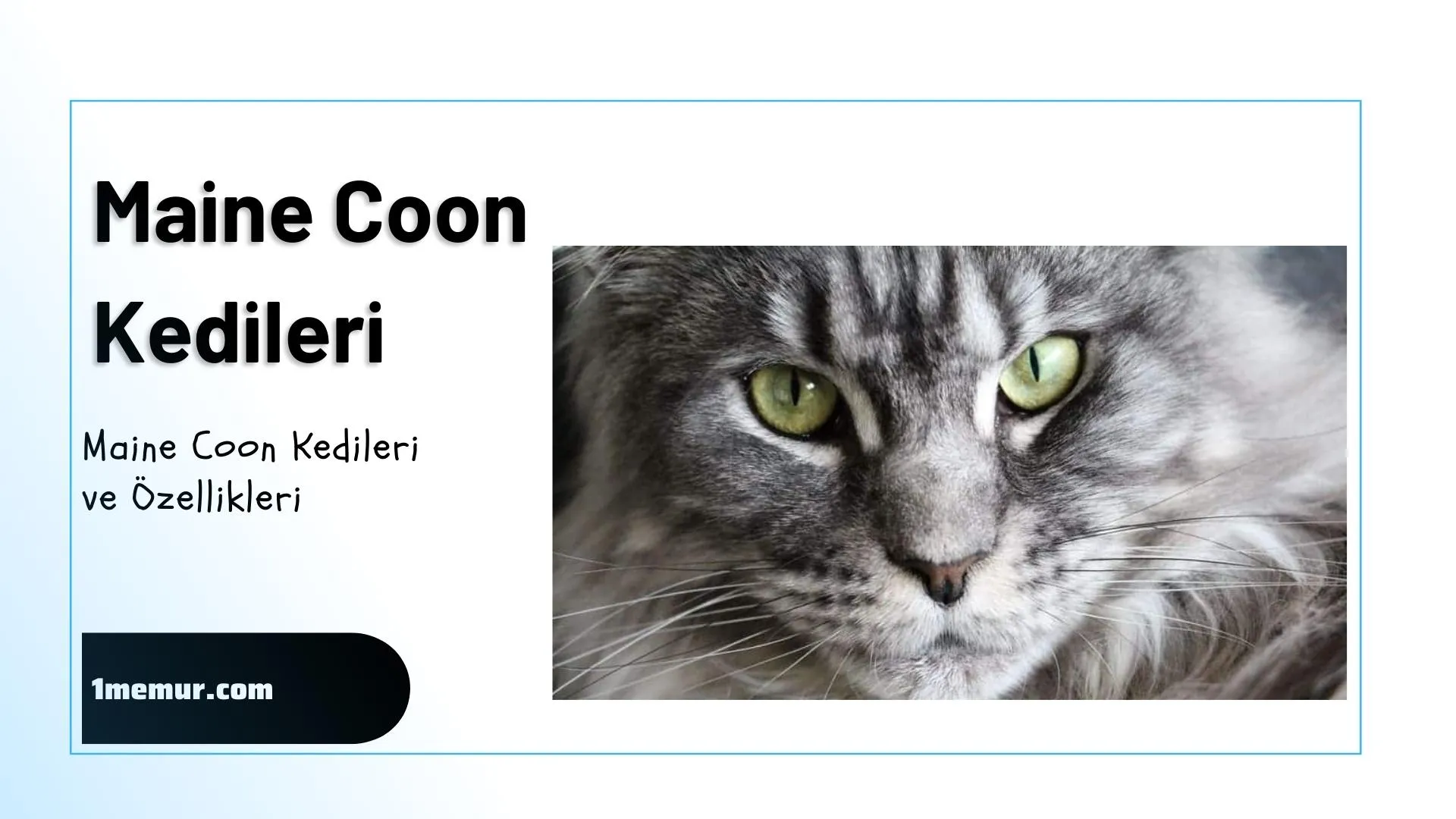 Maine-coon Maine coon