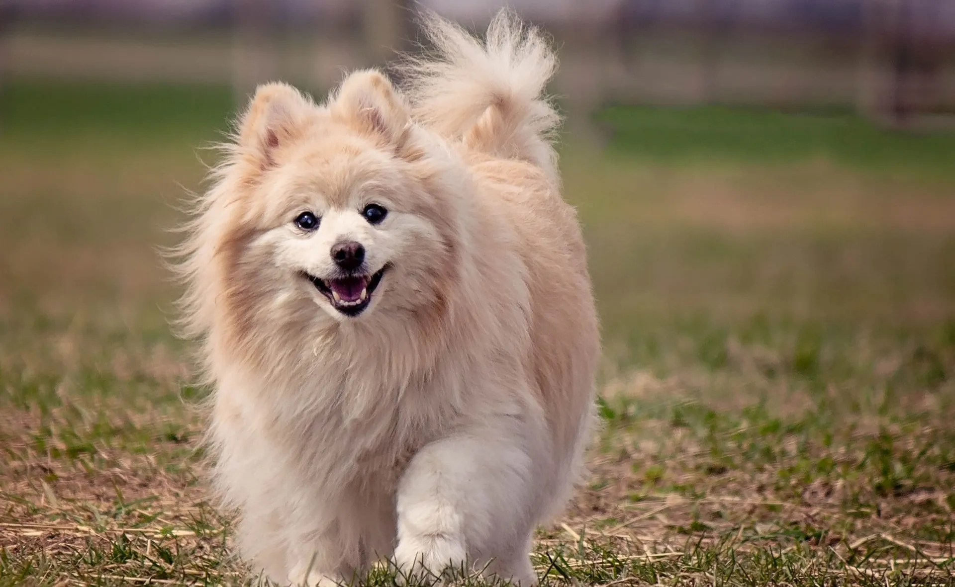 Pomeranian