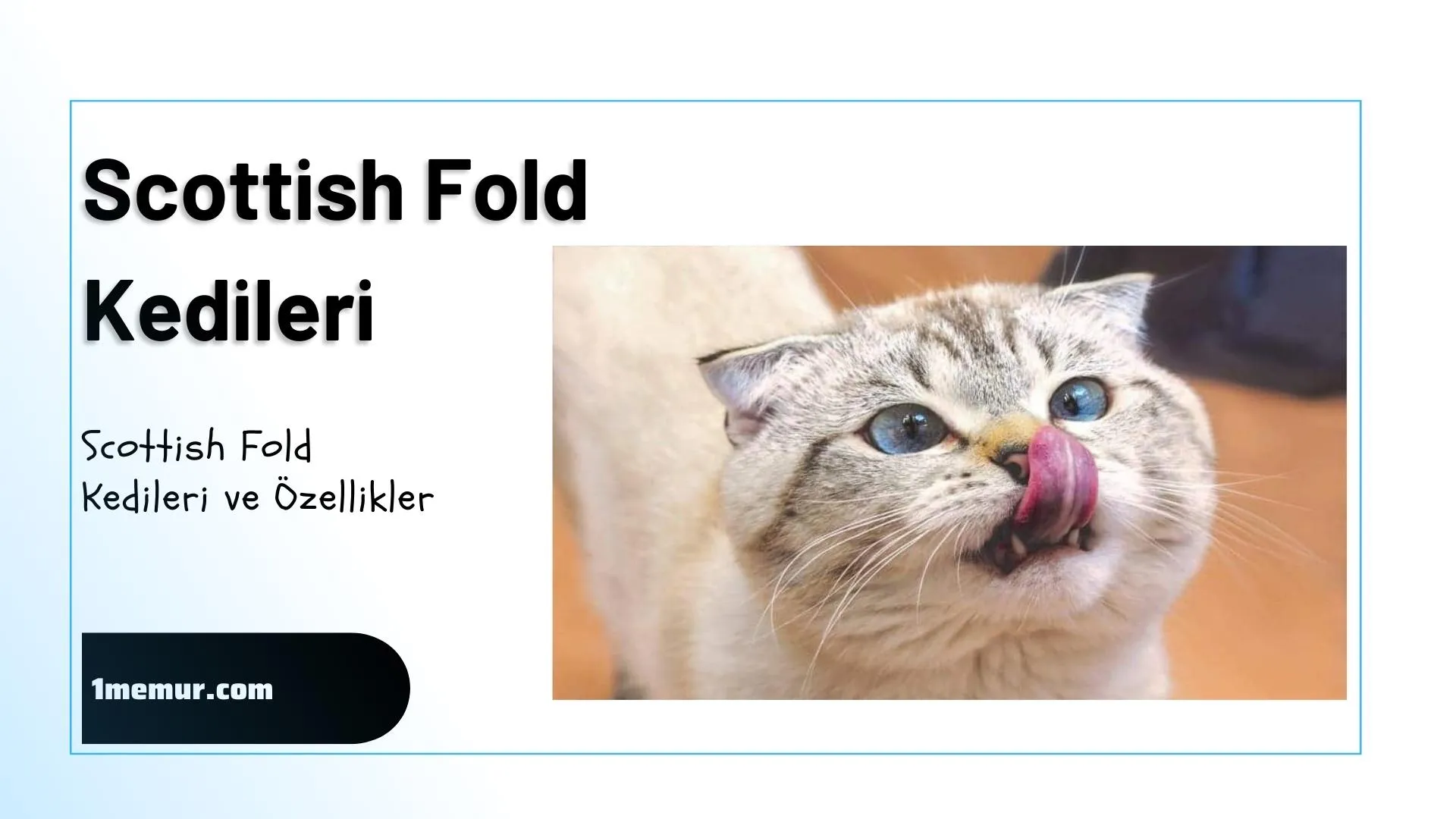 Scottish-fold Scottish fold