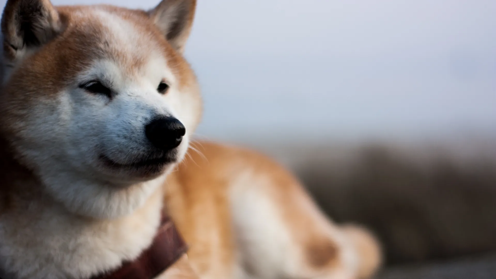 Shiba Inu 1