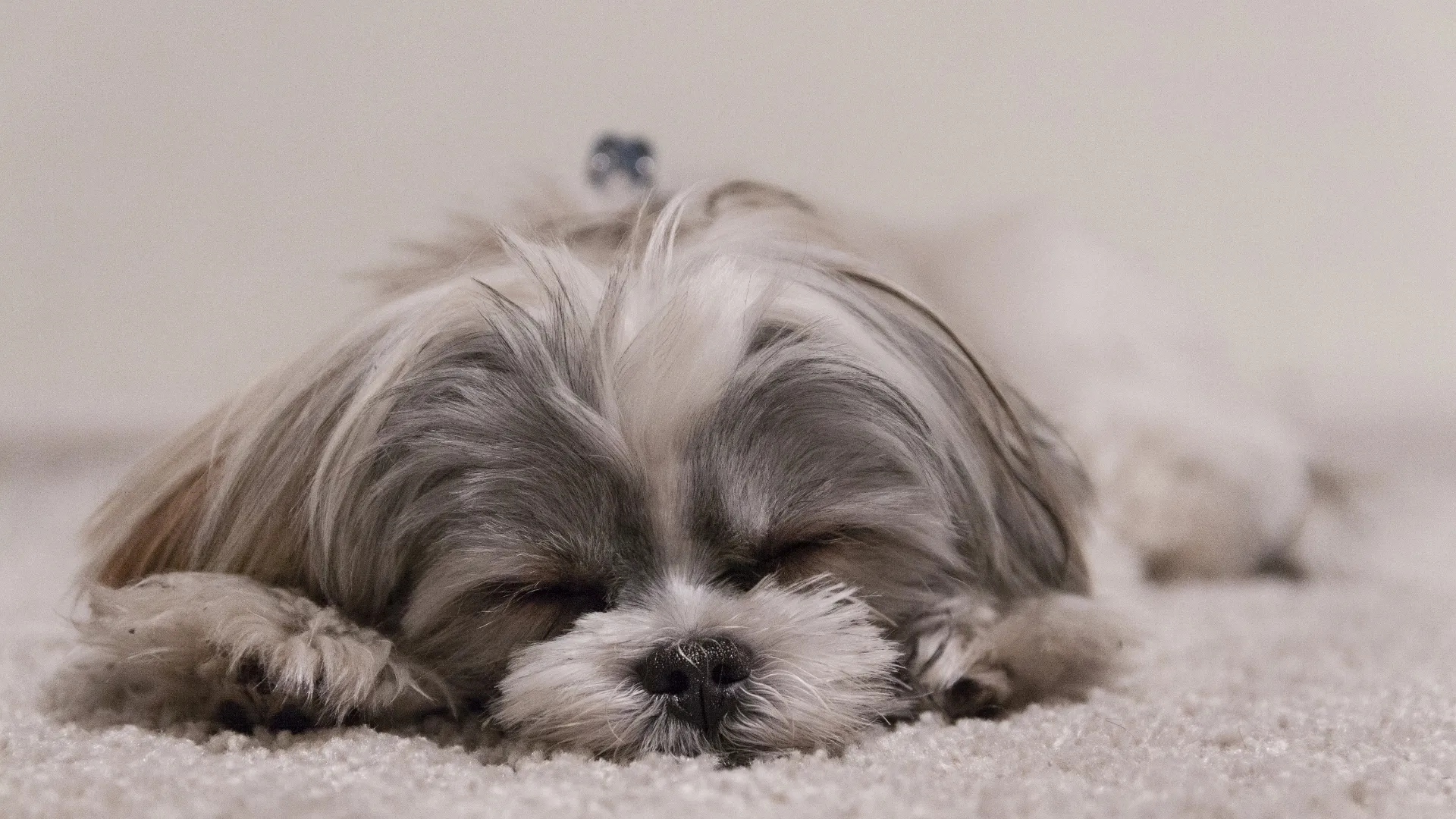 Shih Tzu