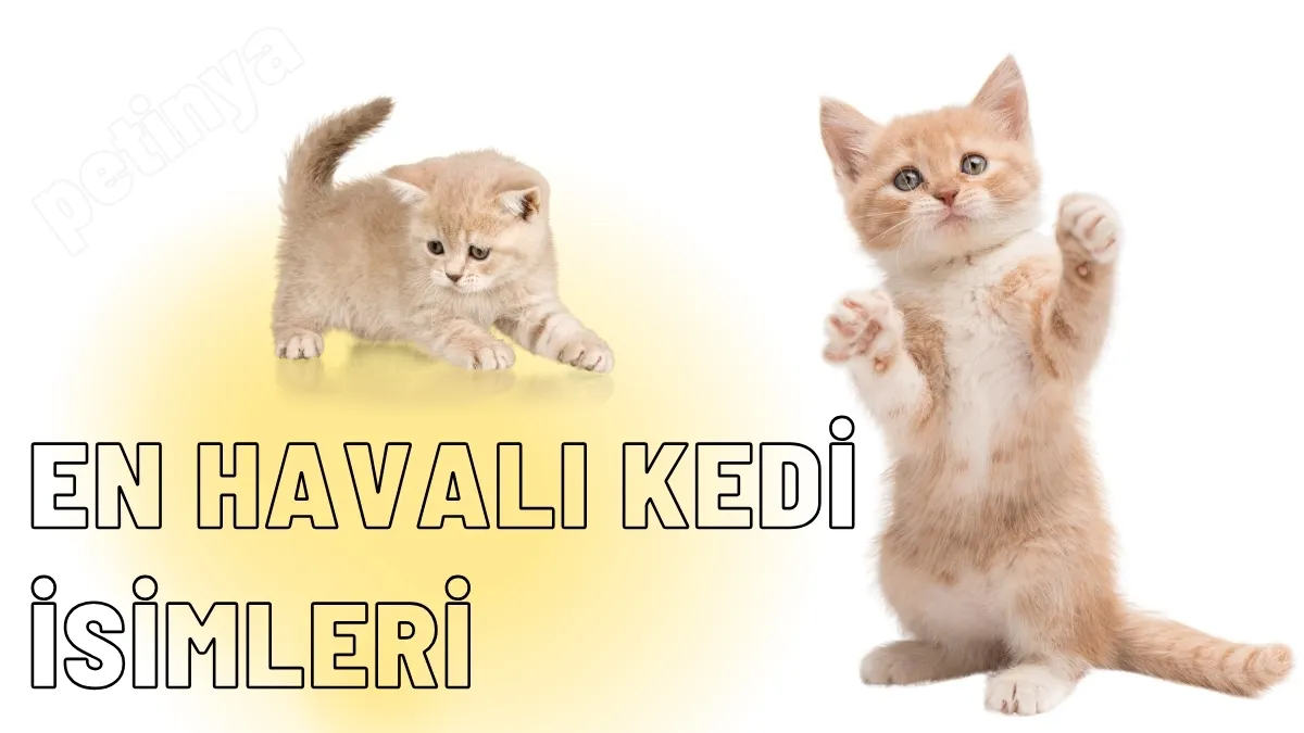 En Havalı Kedi İsimleri