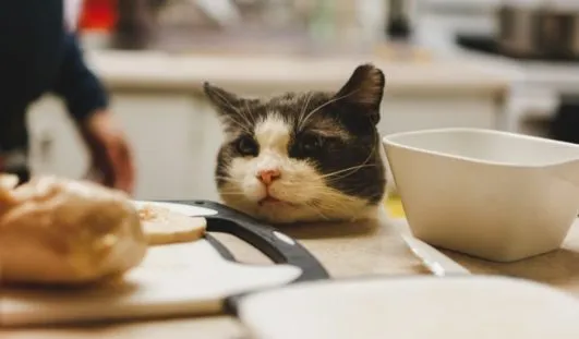 kediler ne yemez