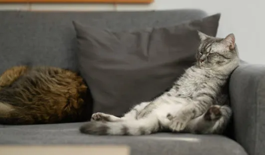 kedilere yoğurt ne zaman verilir