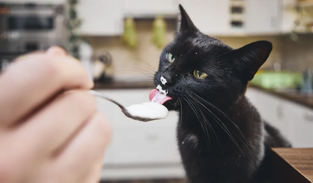 kediler yoğurt yer mi ?