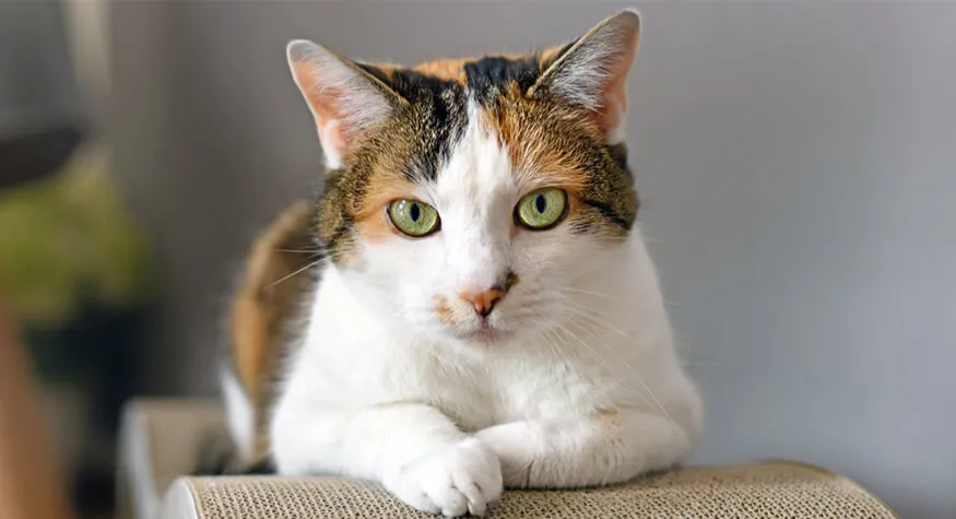 kedim öldü yeni kedi almalı mıyım