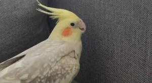 Sultan Papağanı Ne Yer? Nasıl Mutlu Olur? Özellikleri Nelerdir?