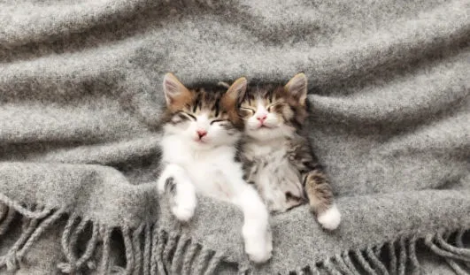 yavru kediler yoğurt yer mi